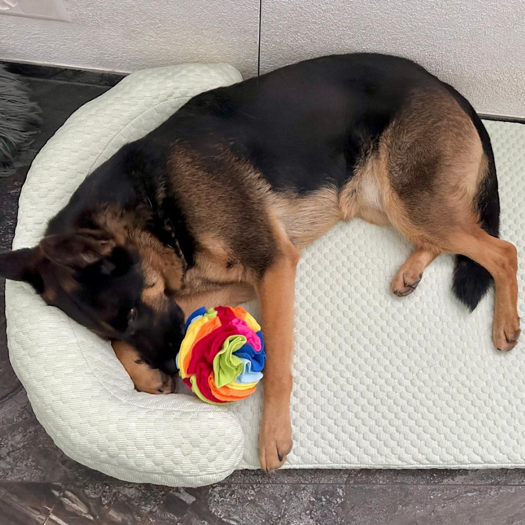 Large German Shepherd resting on soft mint green calming dog bed – Hushly Haven by CuddlePet