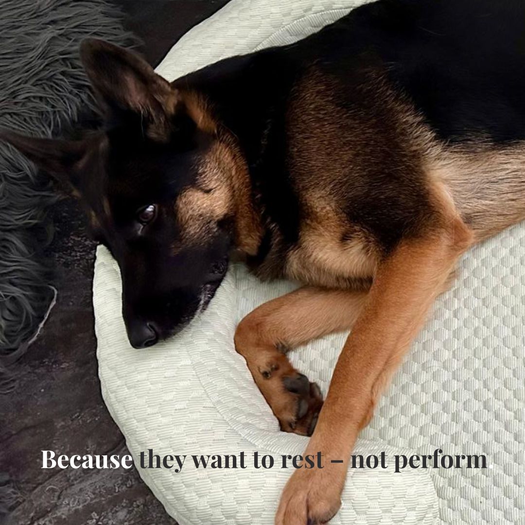 CuddlePet™ - Hushly Haven