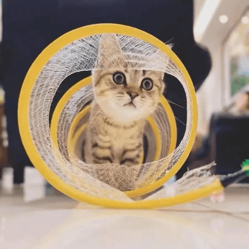 CuddlePet™ PurrTunnel  Endless fun for your cat!